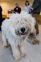 Összefogás a Magyar Komondor Egyesülettel