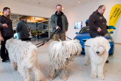 Összefogás a Magyar Komondor Egyesülettel