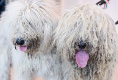 Összefogás a Magyar Komondor Egyesülettel