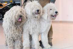 Összefogás a Magyar Komondor Egyesülettel